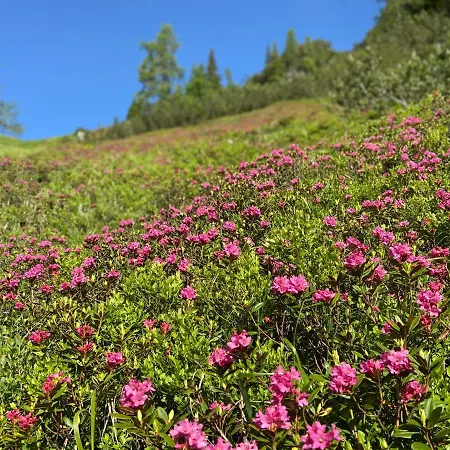 Haus Sonnleitner * ラムサウ・アム・ダッハシュタイン