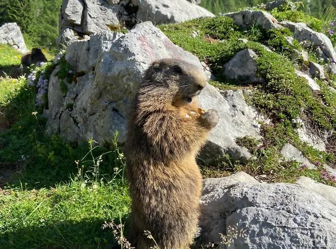 Haus Sonnleitner 람자우 암 다흐스타인