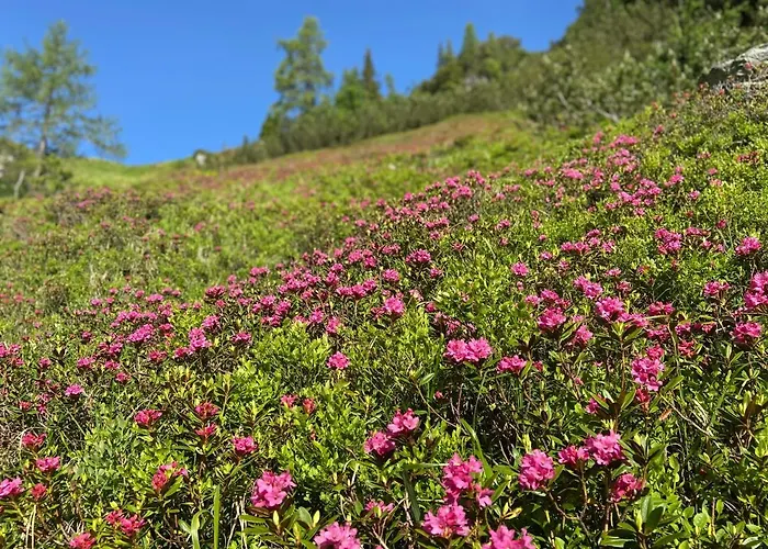 Haus Sonnleitner * 람자우 암 다흐스타인